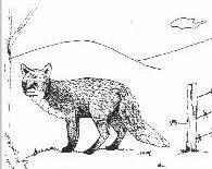 caricature de renard issue d'un livret ONF (renard.JPG)